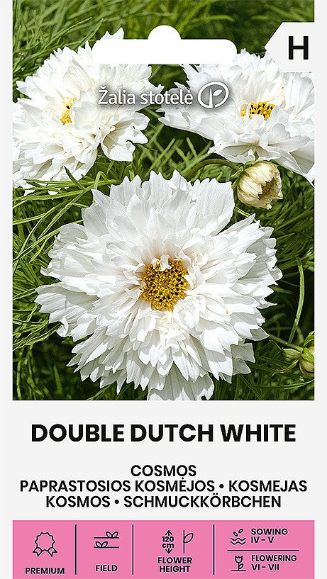 Rosenskära 'Double Dutch White'
