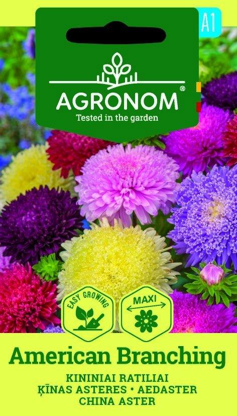 Aster American Branching Frö