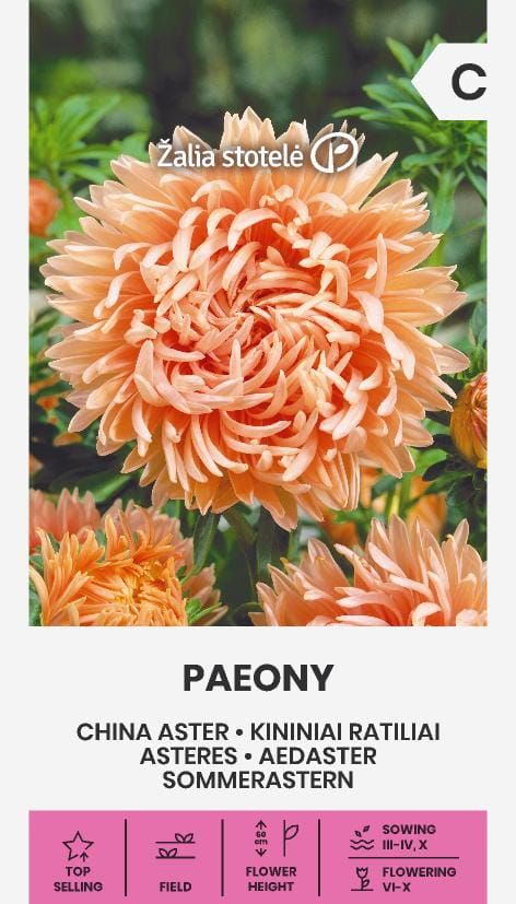 Aster Paeony Frö