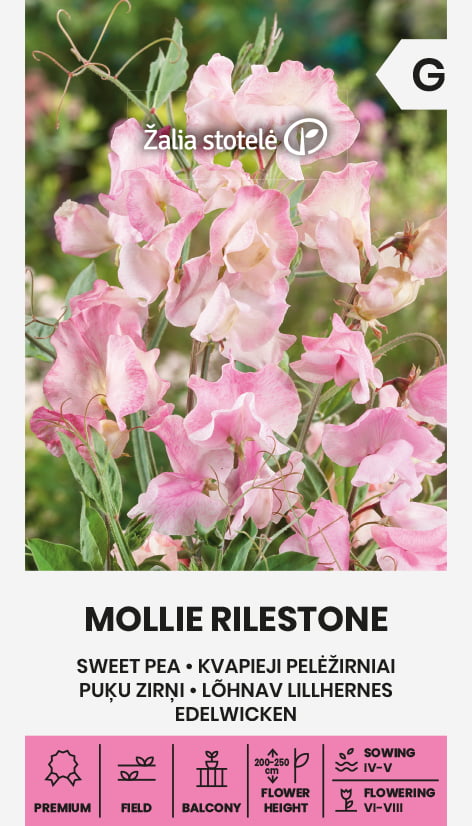 Luktärt Mollie Rilestone Frö