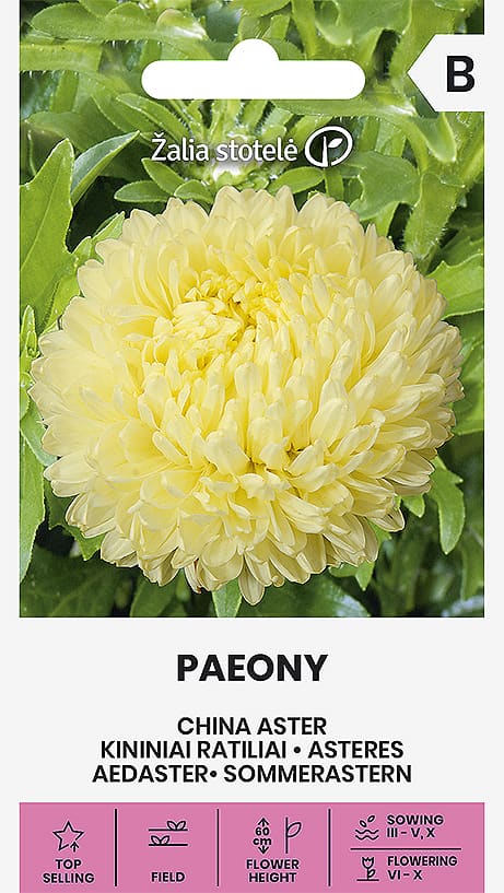 Sommaraster Gul Paeony Frö