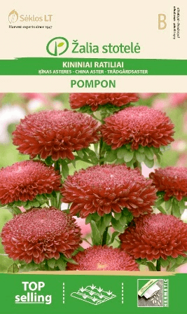 Sommaraster Pompon Red Kirsch Frö