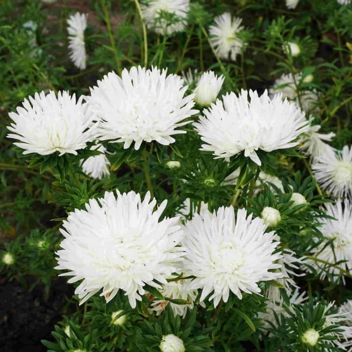 Sommaraster Vit Unicum Frö