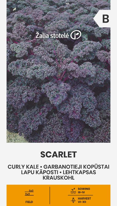 Grönkål 'Scarlet'