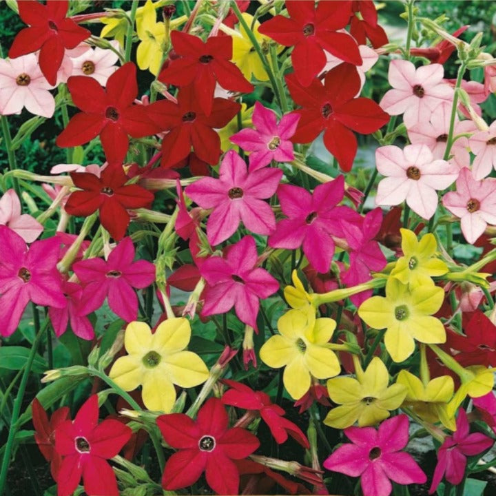 Blomstertobak Sensation Frö