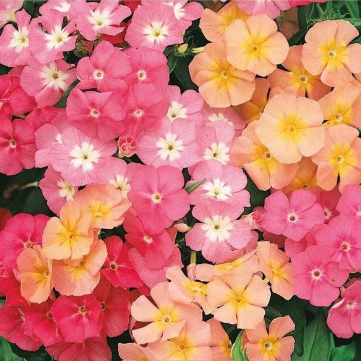 Sommarflox Cecily Mix Frö