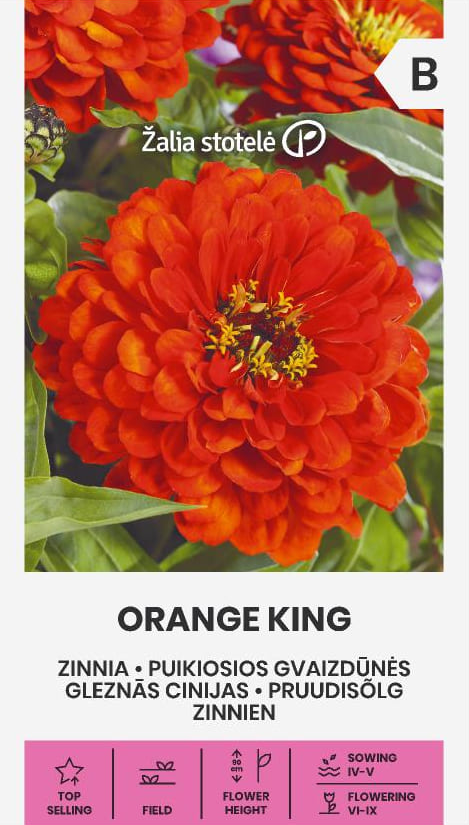 Zinnia 'Orange King'