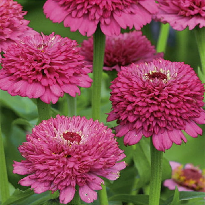 Zinnia Zinderella Purple Frö