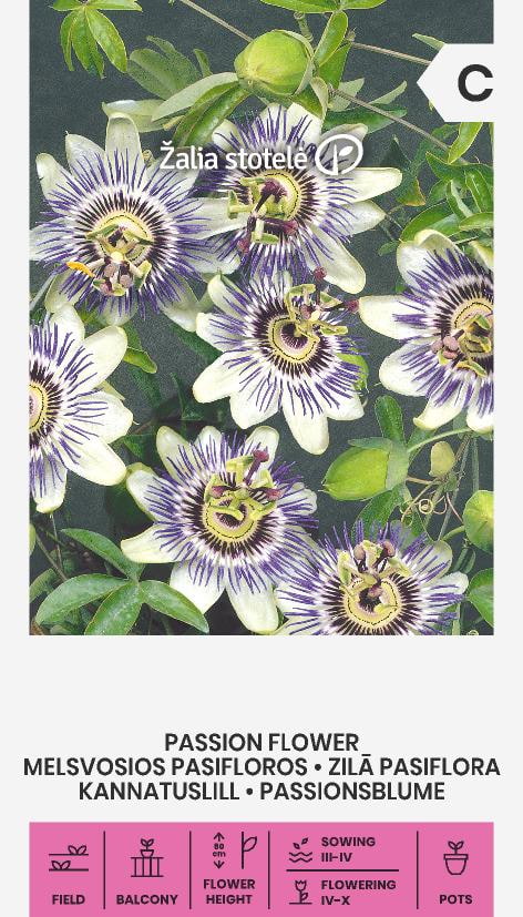 Blå Passionsblomma Frö