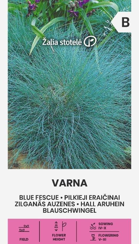 Blåsvingel Varna Frö
