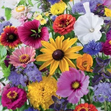 Blomsterblandning Sista minuten Frö