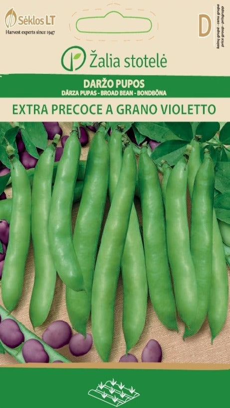 Bondböna Extra precoce a grano violetto Frö