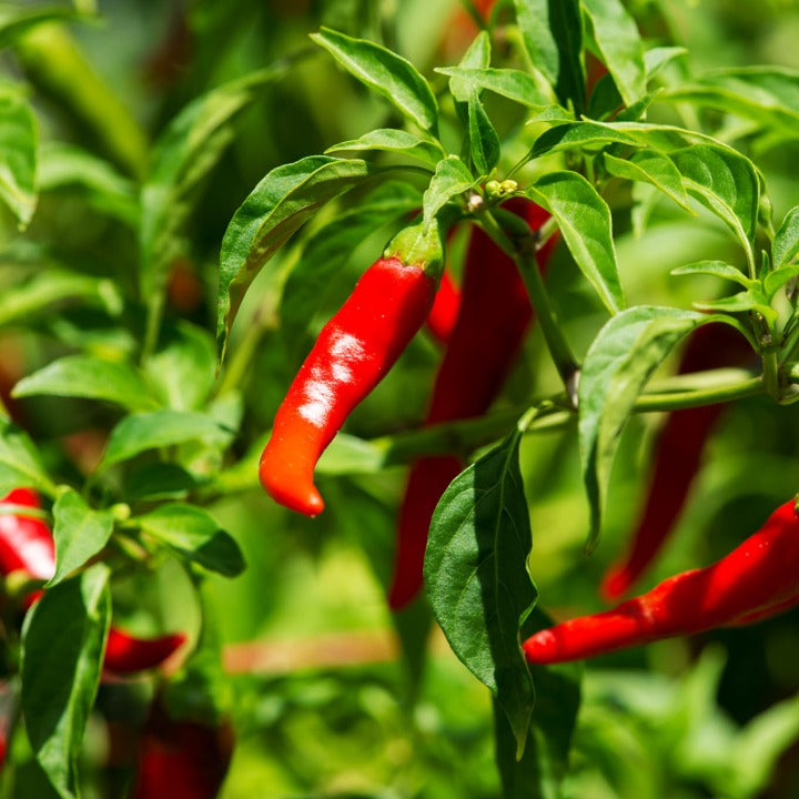 Chili De Cayenne Frö