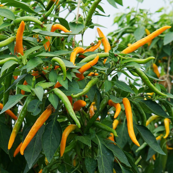Chili Kilian Frö