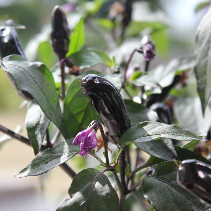 Chili Pot Black Frö