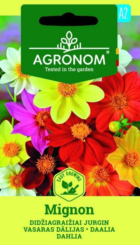 Dahlia Mignon Frö