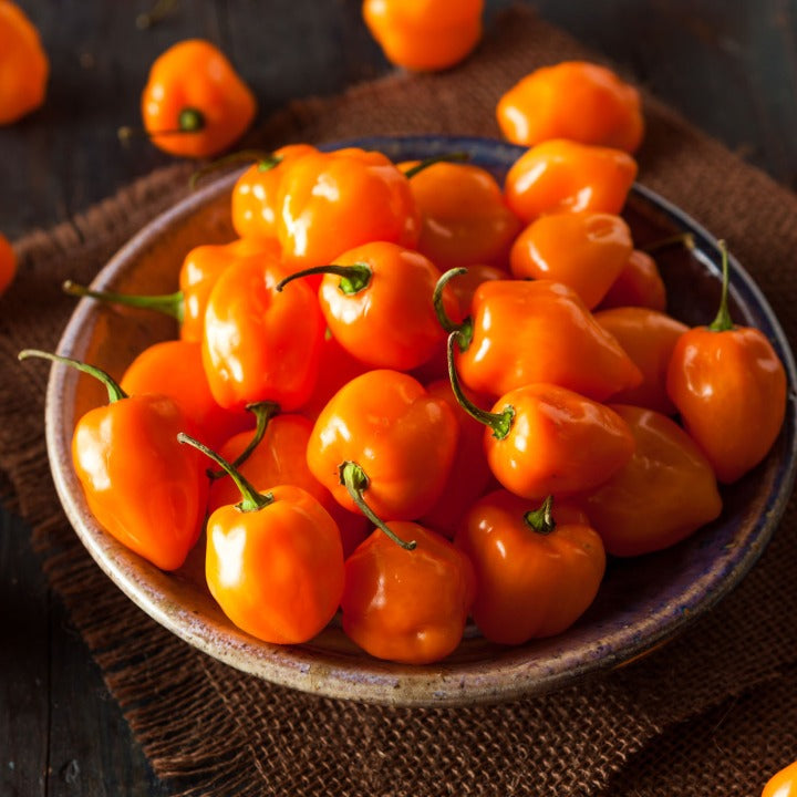 Havannapeppar Habanero Orange Frö