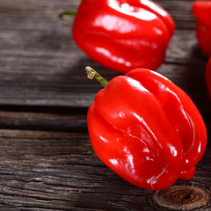 Havannapeppar Habanero Red Frö