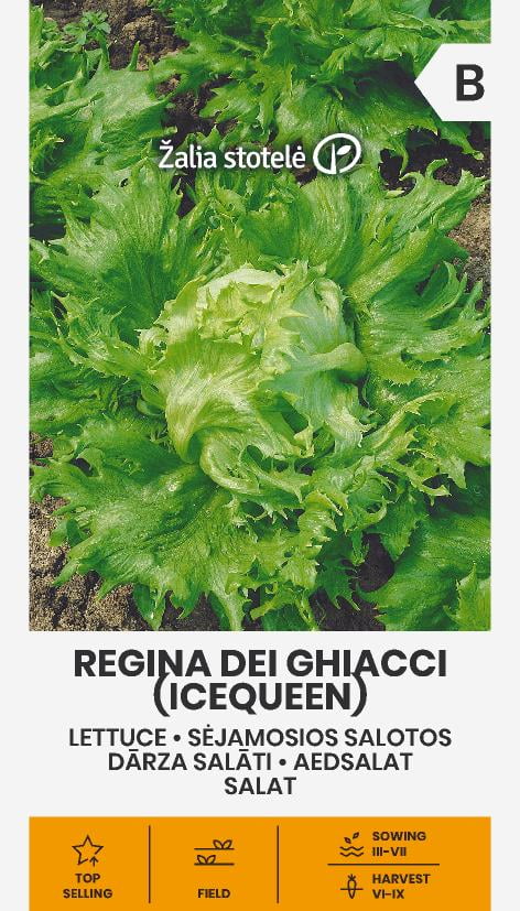 Isbergsallat Regina Dei Ghiacci Frö