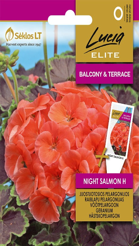 Salmon Night Pelargon (blad stimulera, blad stimulera tillväxt, blommor blad, blommor blad stimulera, bort vissna) Salmon Night Pelargon