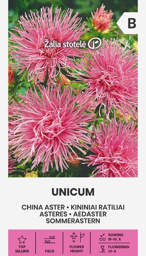 Sommaraster Unicum Pink Frö