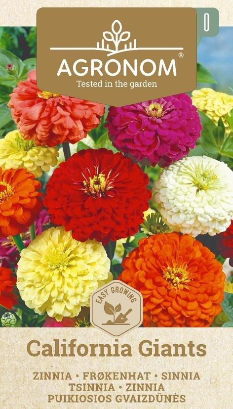 Zinnia California Giants Frö