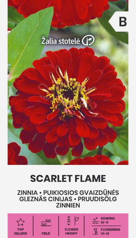 Zinnia Scarlet Flame Frö